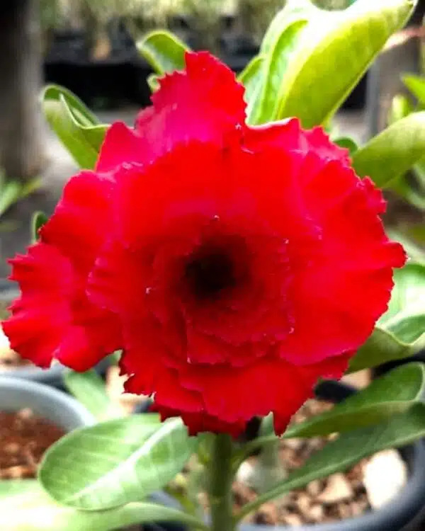 Adenium A.C.Milan