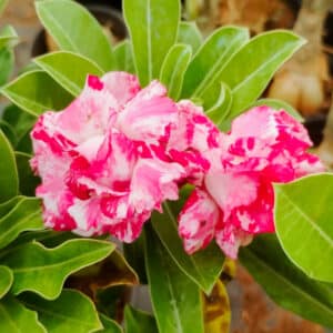 Adenium 'Brandy Red'