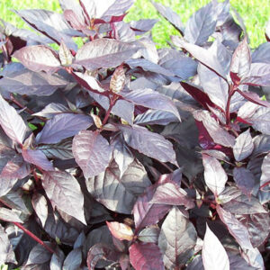 Alternanthera brasiliana ‘Purple Knight’