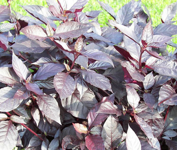 Alternanthera brasiliana ‘Purple Knight’