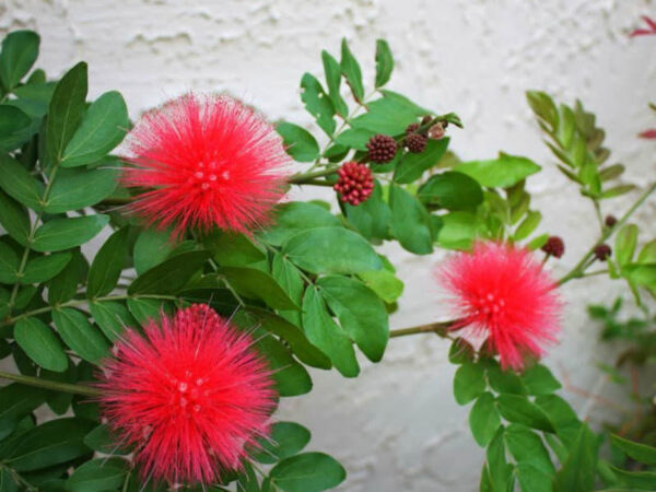 Powder Puff Plant (Calliandra Red)