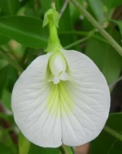 Clitoria Sangu Poo White Seeds - Santhi Online Plants Nursery