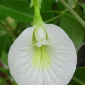 Clitoria Sangu Poo White Seeds