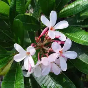 Plumeria Obtusa ‘Dwarf singapore pink’