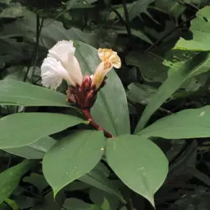 Costus speciosus