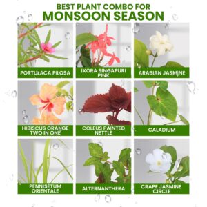 Best Combo Plants For Monsoon Season