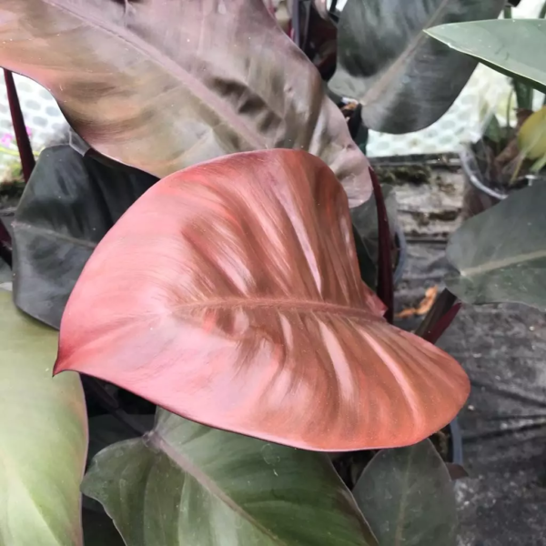 Philodendron Black Cardinal Plant