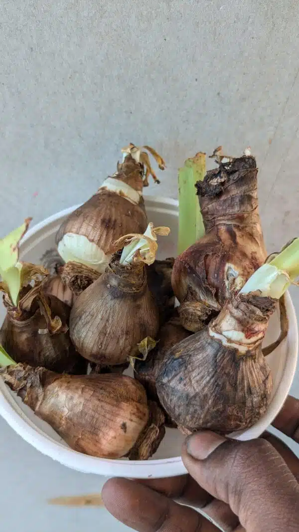 Pack of 5 Jumbo Amaryllis Lily Peach Bulbs