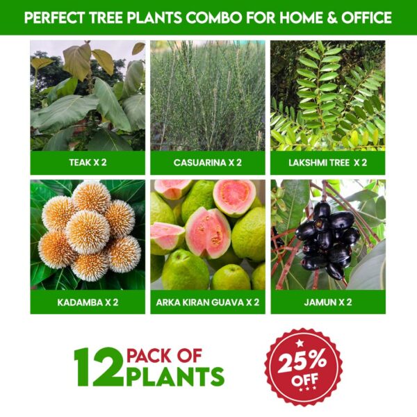 Perfect Tree Plants Combo For Home & Office