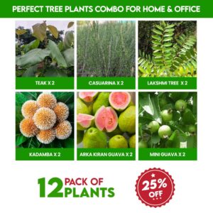 Perfect Tree Plants Combo For Home & Office