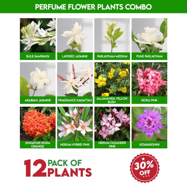 Perfume Flower Plants Combo