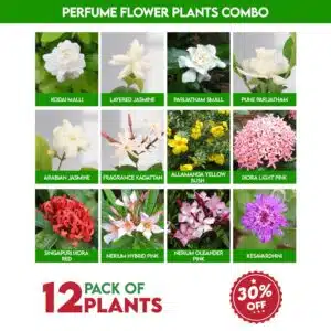 Perfume Flower Plants Combo