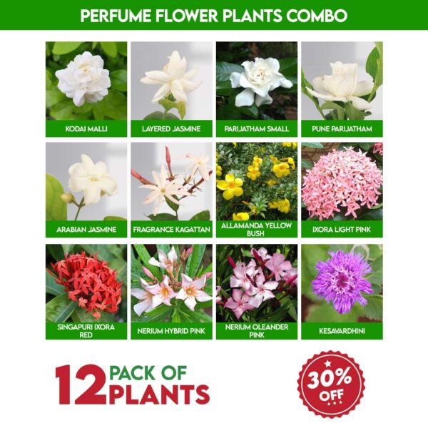 Perfume Flower Plants Combo