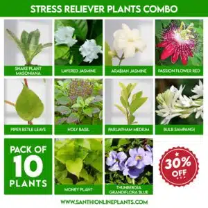 Stress Reliever Plants Combo