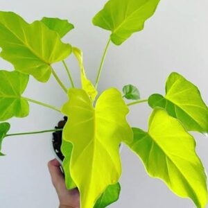 Philodendron xanadu 'Golden'