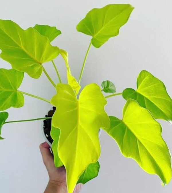 Philodendron xanadu 'Golden'