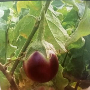 Bhavani Gold Brinjal Seeds