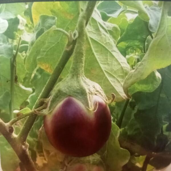 Bhavani Gold Brinjal Seeds