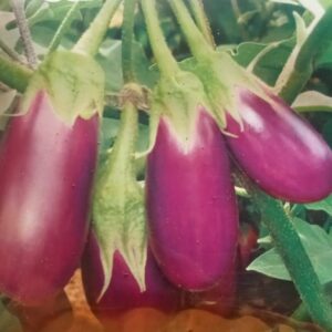 Brinjal Ujala Gold Seeds