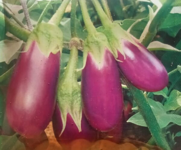 Brinjal Ujala Gold Seeds