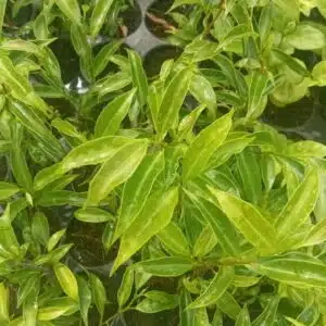 Ficus benjamina nuda (swamp fig)