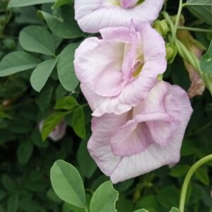 Clitoria Sangu poo Baby Pink Double Petaled Seeds