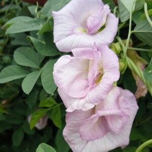Clitoria Sangu poo Baby Pink Double Petaled Seeds