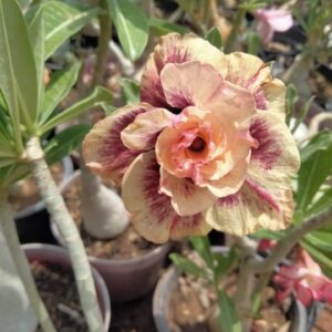 Adenium 'Annamayya'