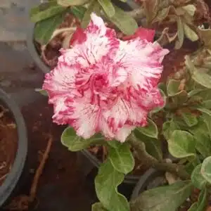 Adenium Majestic Pharoah