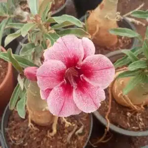Adenium 'Monalisa'