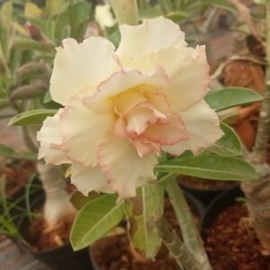 Adenium 'Love Bird'