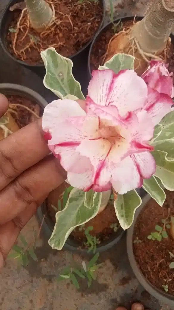 Siam Variegate Rose