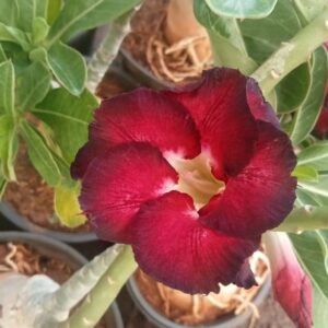 Adenium ' Black Harry '