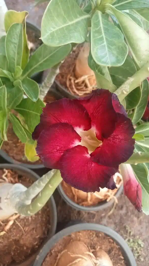Adenium ' Black Harry '