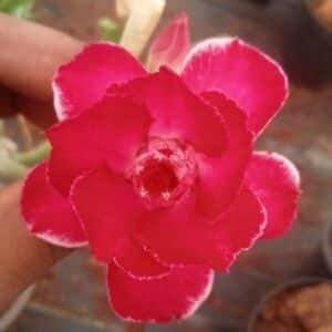 Adenium 'Silky'