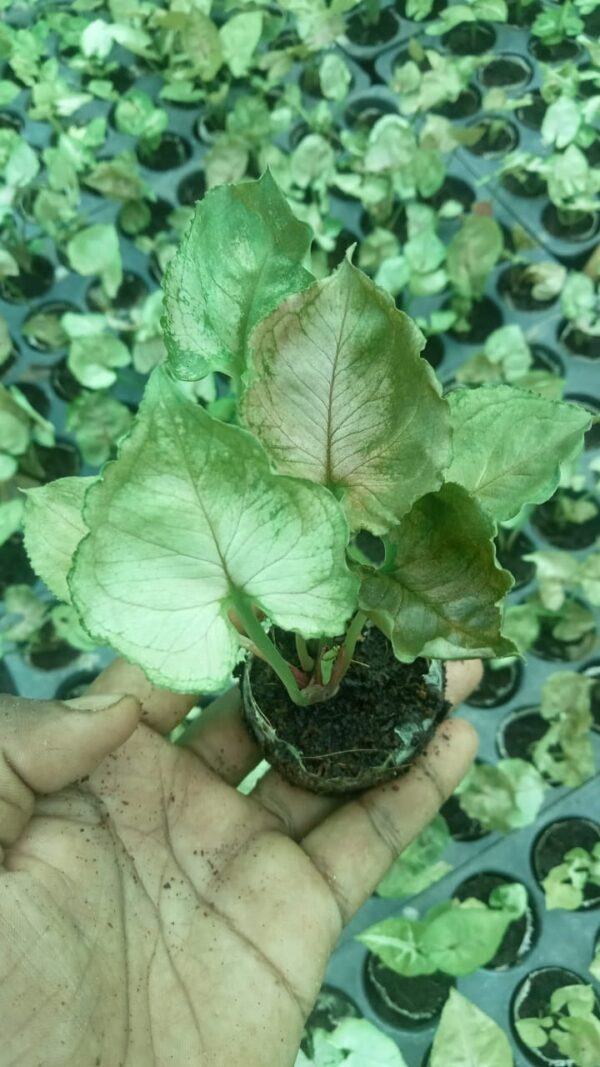 Syngonium Strawberry Ice