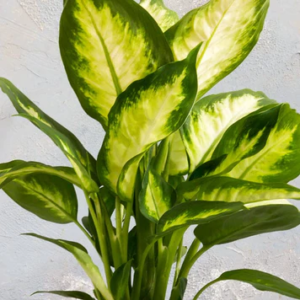 Dieffenbachia Lemon