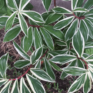 Costus Arabicus Variegata