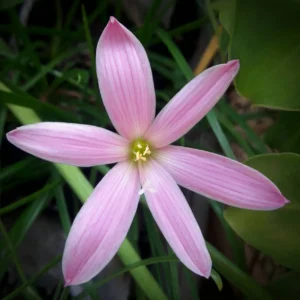 Rain lily 'pim champoo'