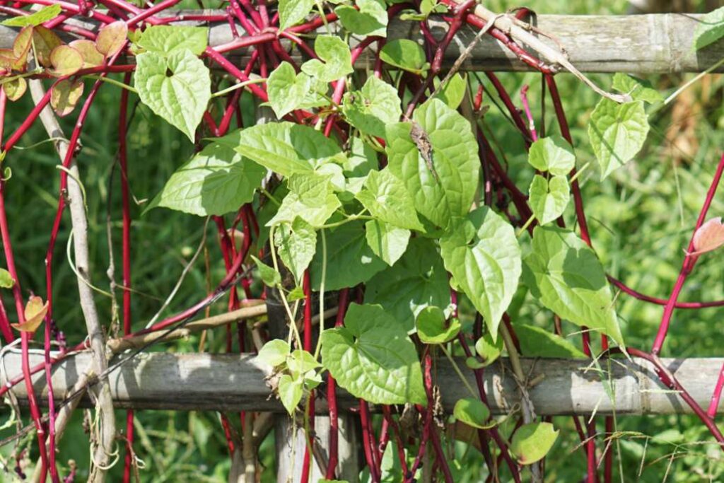 Malabar Spinach - Kodi Pasalai Keerai Plant - Santhi Online Plants Nursery