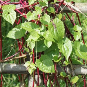 Malabar Spinach - Kodi Pasalai Keerai Plant