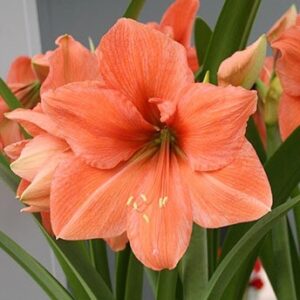 Pack of 5 Jumbo Amaryllis Lily Peach Bulbs