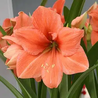 Pack of 5 Jumbo Amaryllis Lily Peach Bulbs