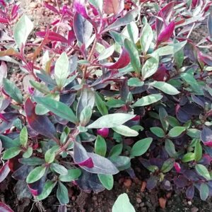 Red Ponnanganni Keerai Plant