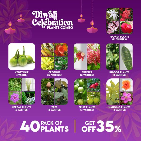 Diwali Celebration Plants Combo