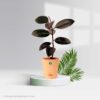 Ficus Family Pack