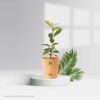 Ficus Family Pack