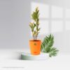 Ficus Family Pack