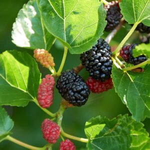 Mulberry fruit Plant