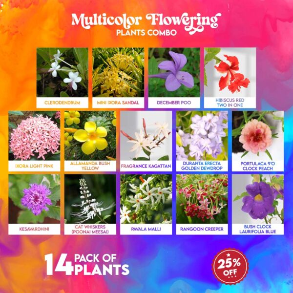 Multi colour flouring plants combo 2